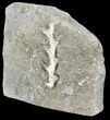 Archimedes Screw Bryozoan Fossil - Illinois #53346-2